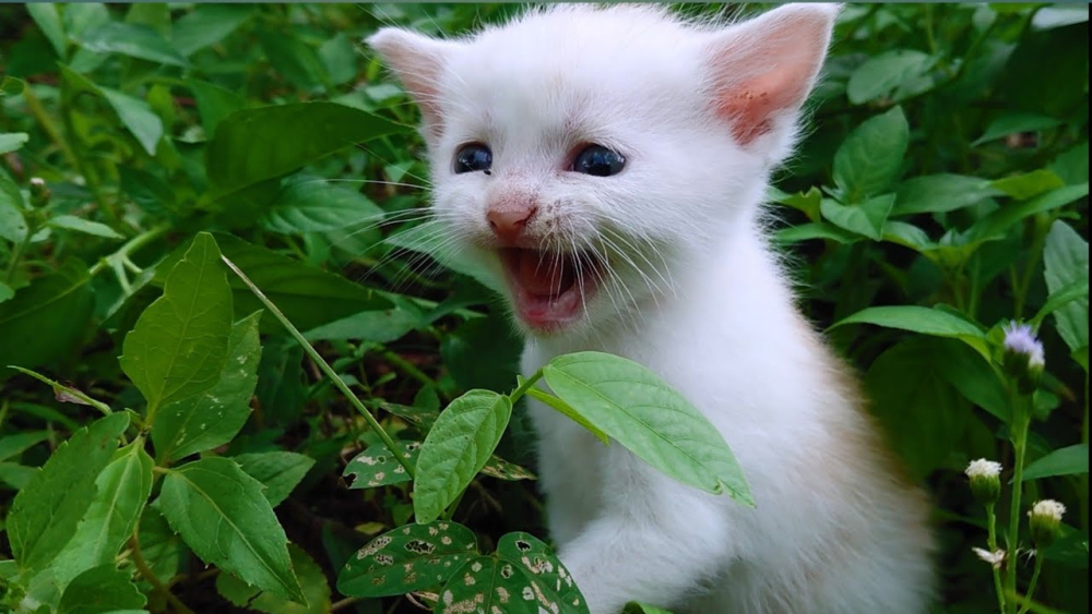 Що означає, якщо кіт постійно плямкає