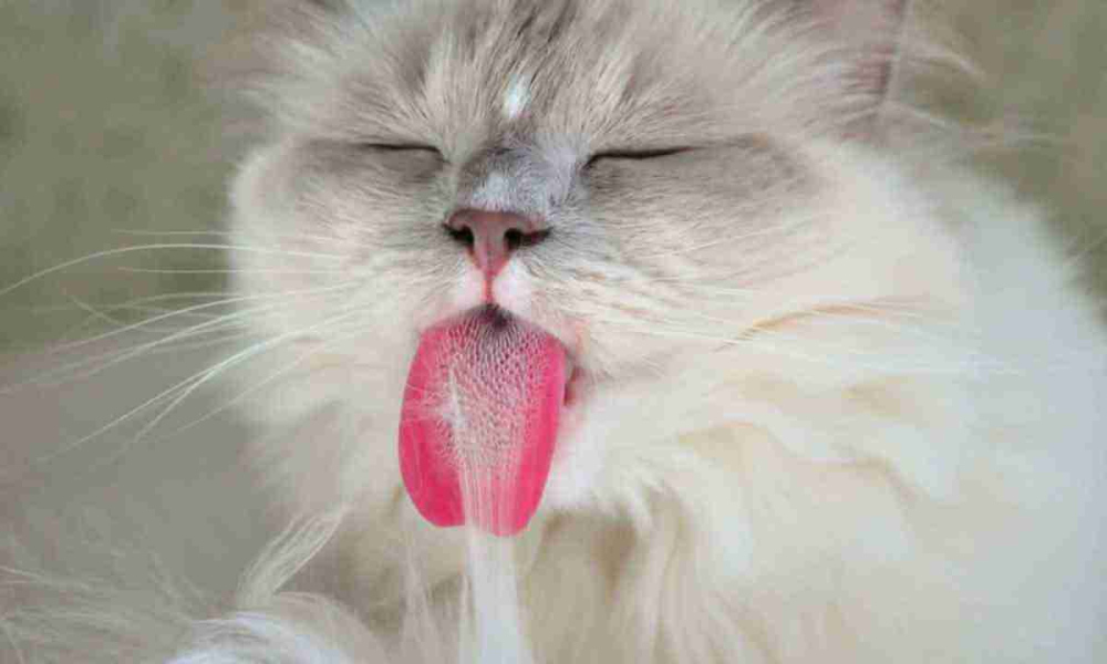Чому кіт постійно висовує язик і чи дійсно це небезпечно